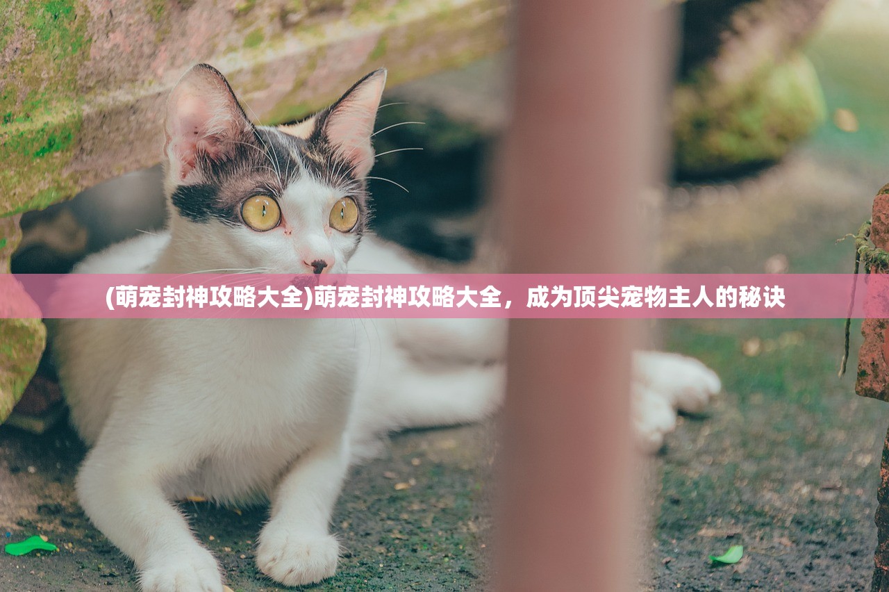(萌宠封神攻略大全)萌宠封神攻略大全，成为顶尖宠物主人的秘诀