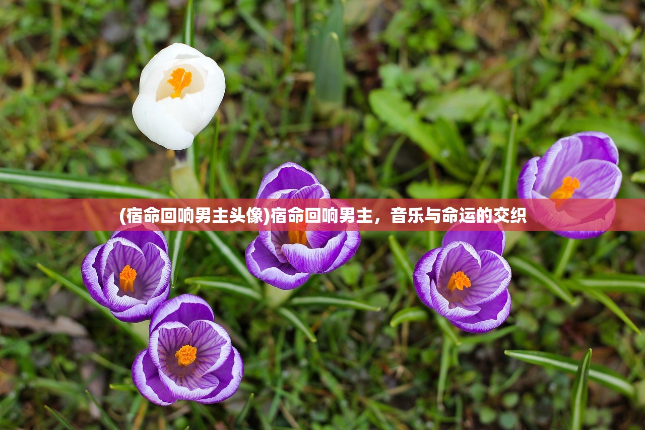 (宿命回响男主头像)宿命回响男主，音乐与命运的交织