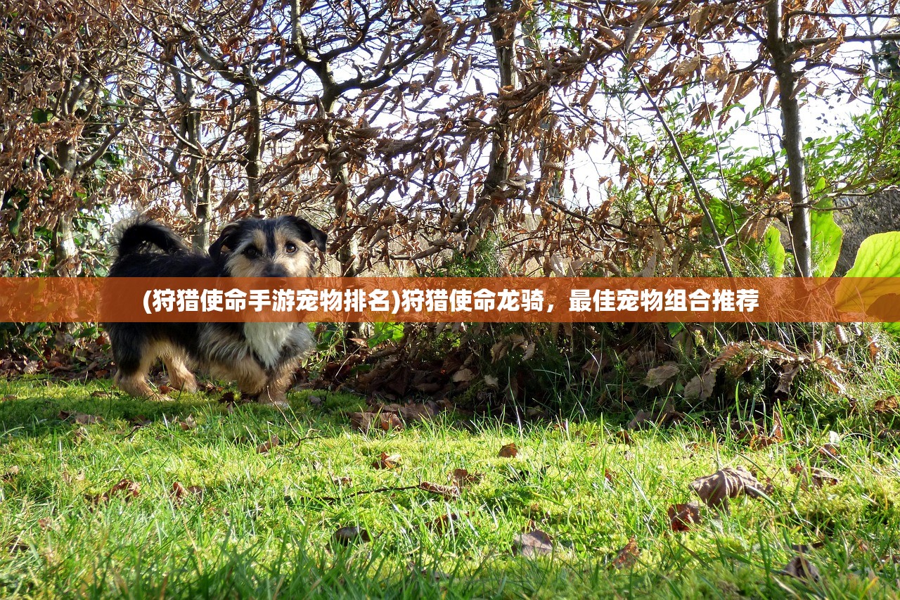 (狩猎使命手游宠物排名)狩猎使命龙骑，最佳宠物组合推荐