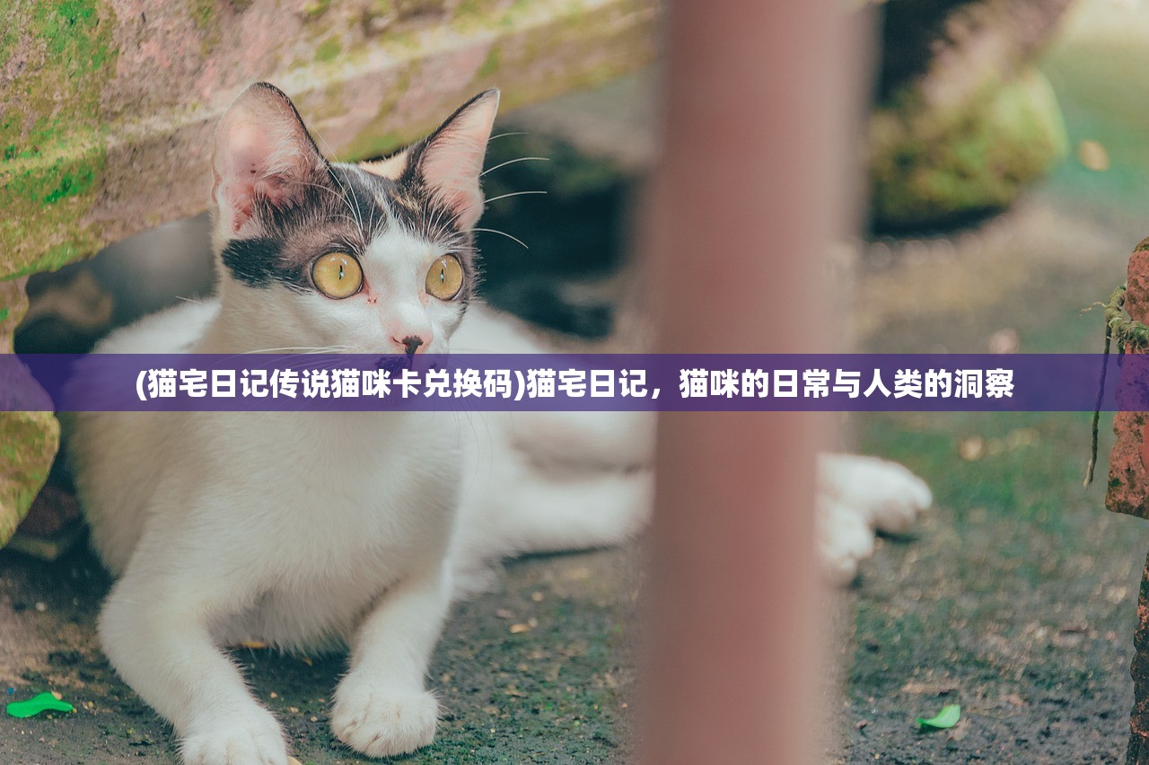 (猫宅日记传说猫咪卡兑换码)猫宅日记，猫咪的日常与人类的洞察