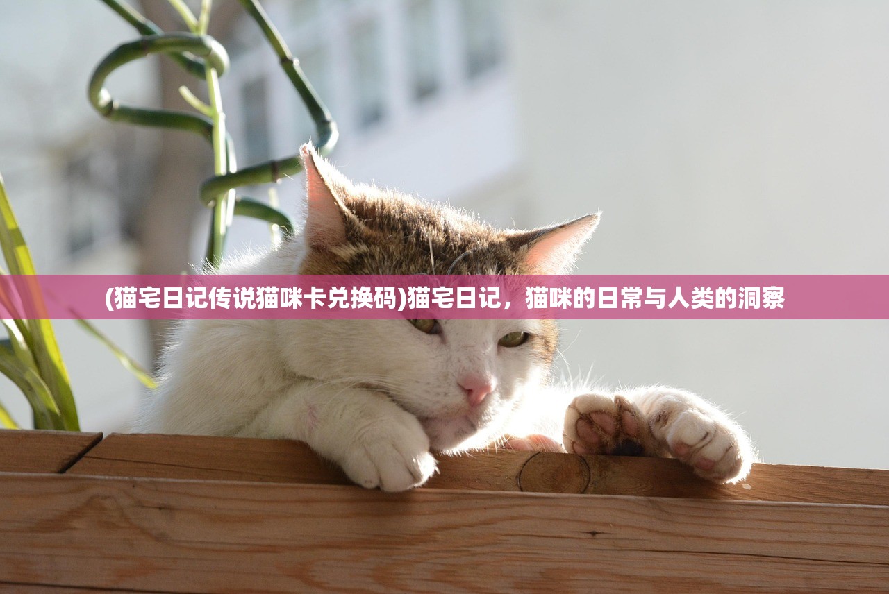 (猫宅日记传说猫咪卡兑换码)猫宅日记，猫咪的日常与人类的洞察