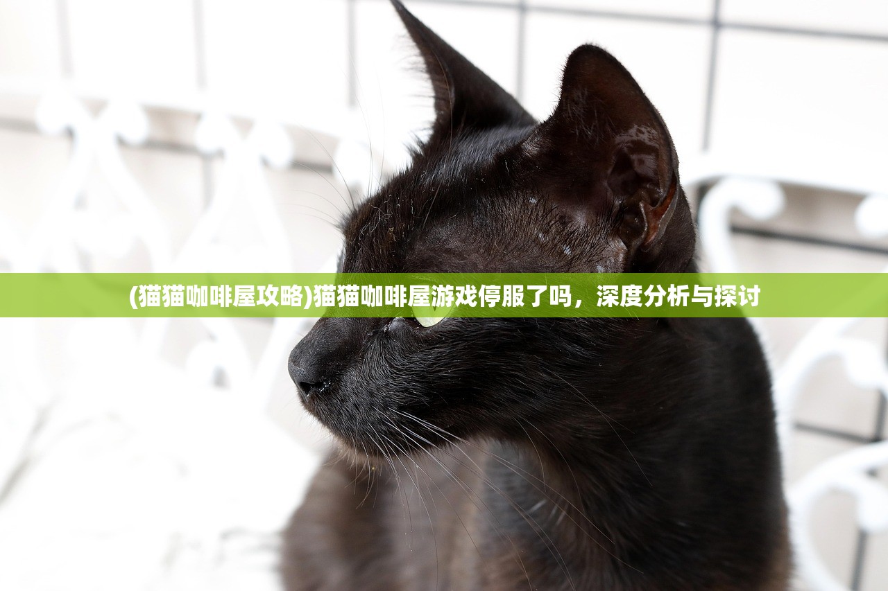 (猫猫咖啡屋攻略)猫猫咖啡屋游戏停服了吗，深度分析与探讨