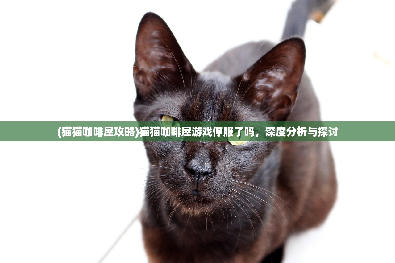 (猫猫咖啡屋攻略)猫猫咖啡屋游戏停服了吗，深度分析与探讨