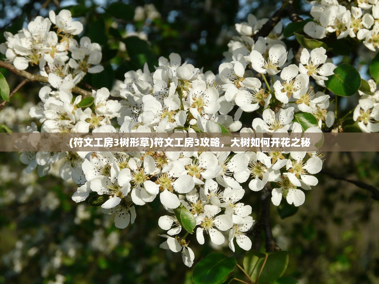 (符文工房3树形草)符文工房3攻略，大树如何开花之秘