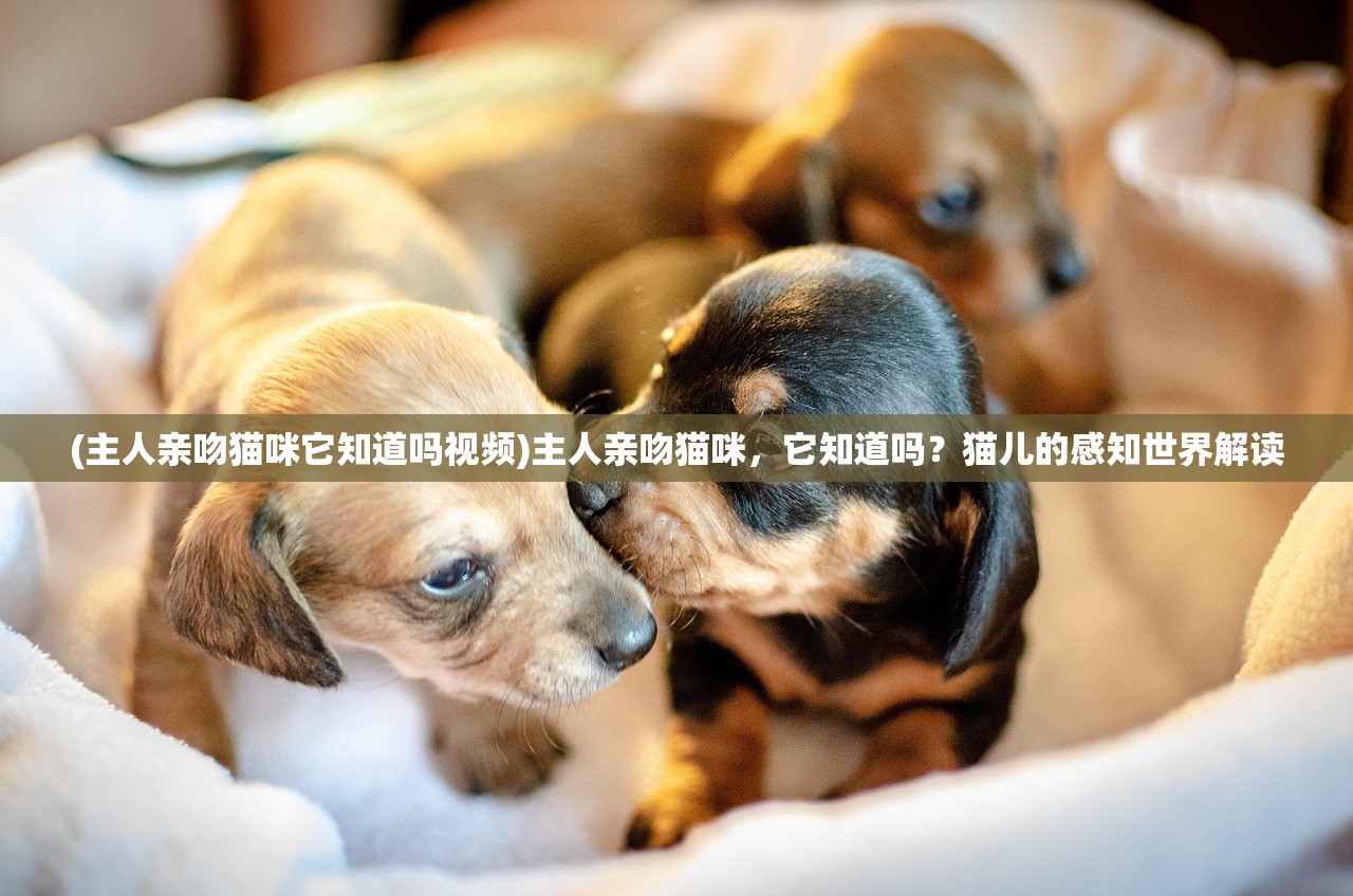 (主人亲吻猫咪它知道吗视频)主人亲吻猫咪，它知道吗？猫儿的感知世界解读