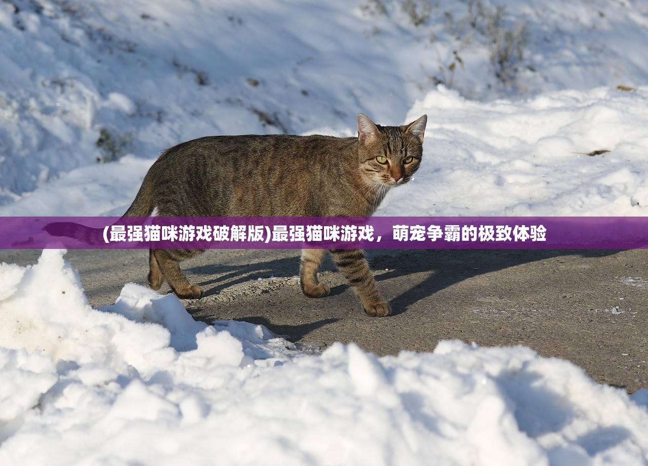(最强猫咪游戏破解版)最强猫咪游戏，萌宠争霸的极致体验