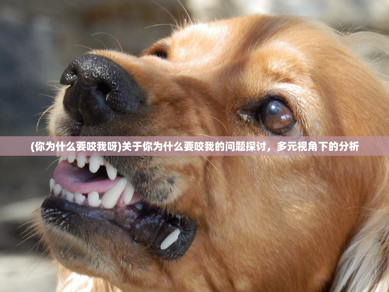 (你为什么要咬我呀)关于你为什么要咬我的问题探讨，多元视角下的分析