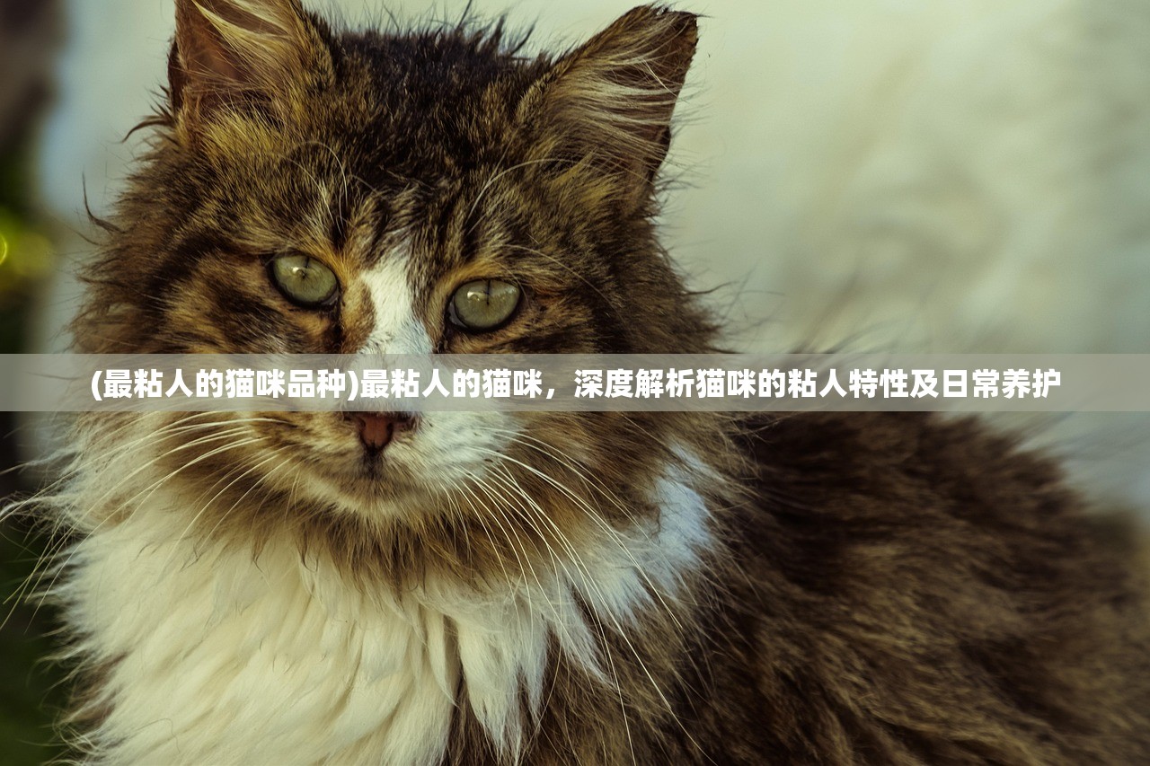 (最粘人的猫咪品种)最粘人的猫咪，深度解析猫咪的粘人特性及日常养护