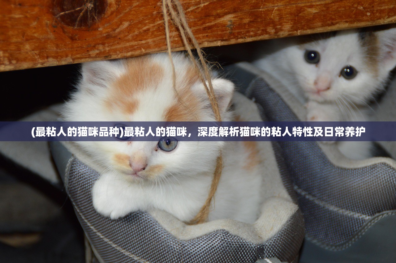 (最粘人的猫咪品种)最粘人的猫咪，深度解析猫咪的粘人特性及日常养护