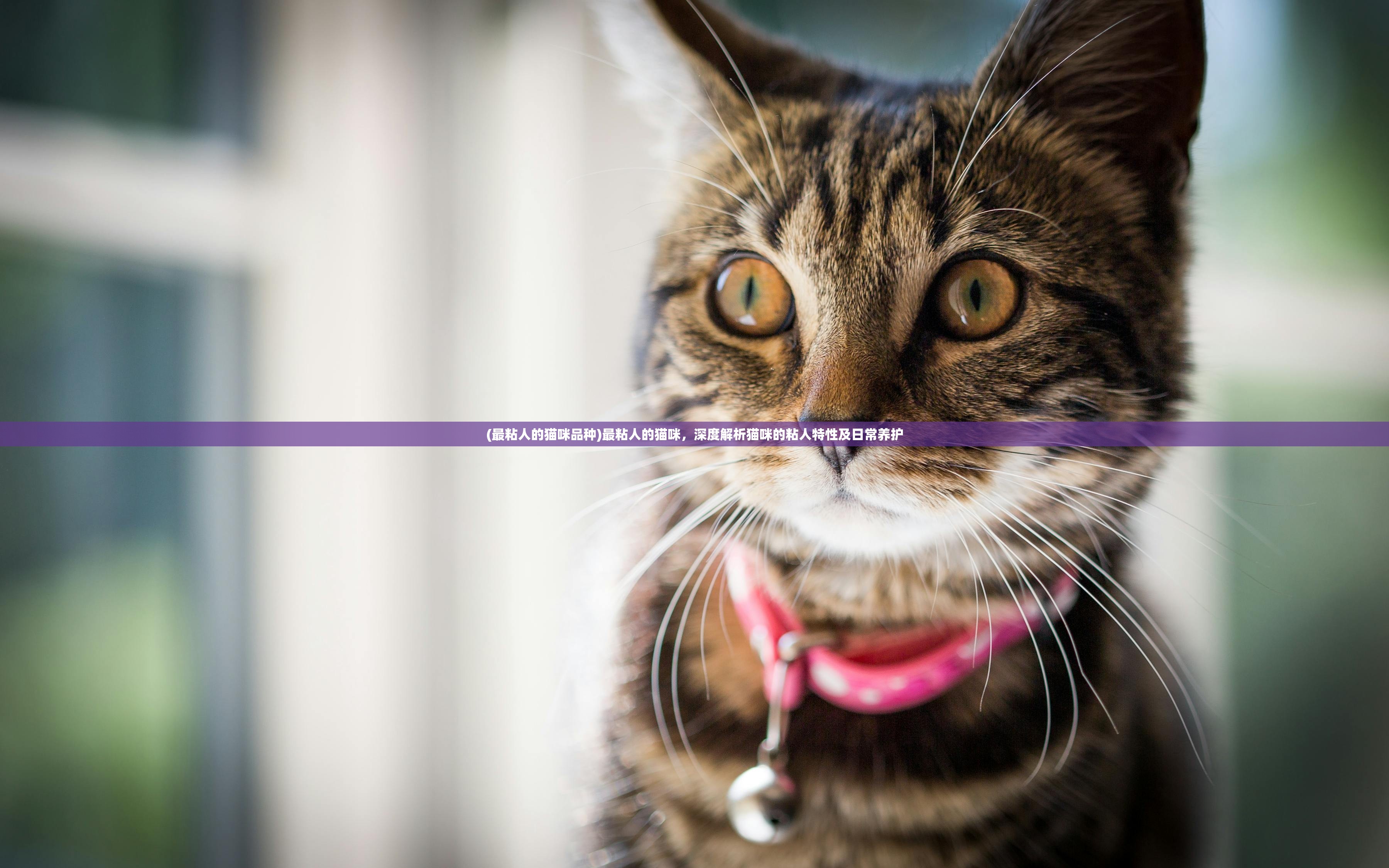 (最粘人的猫咪品种)最粘人的猫咪，深度解析猫咪的粘人特性及日常养护