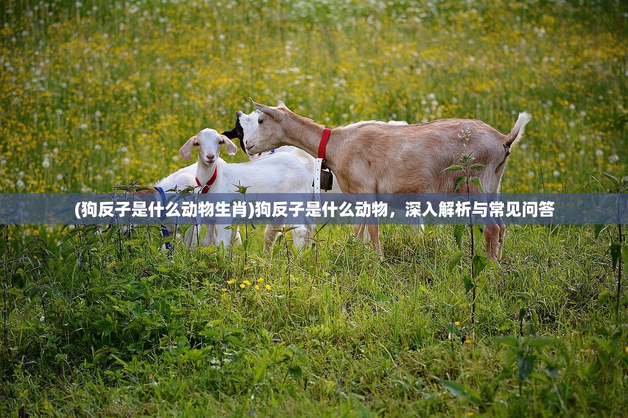(狗反子是什么动物生肖)狗反子是什么动物，深入解析与常见问答