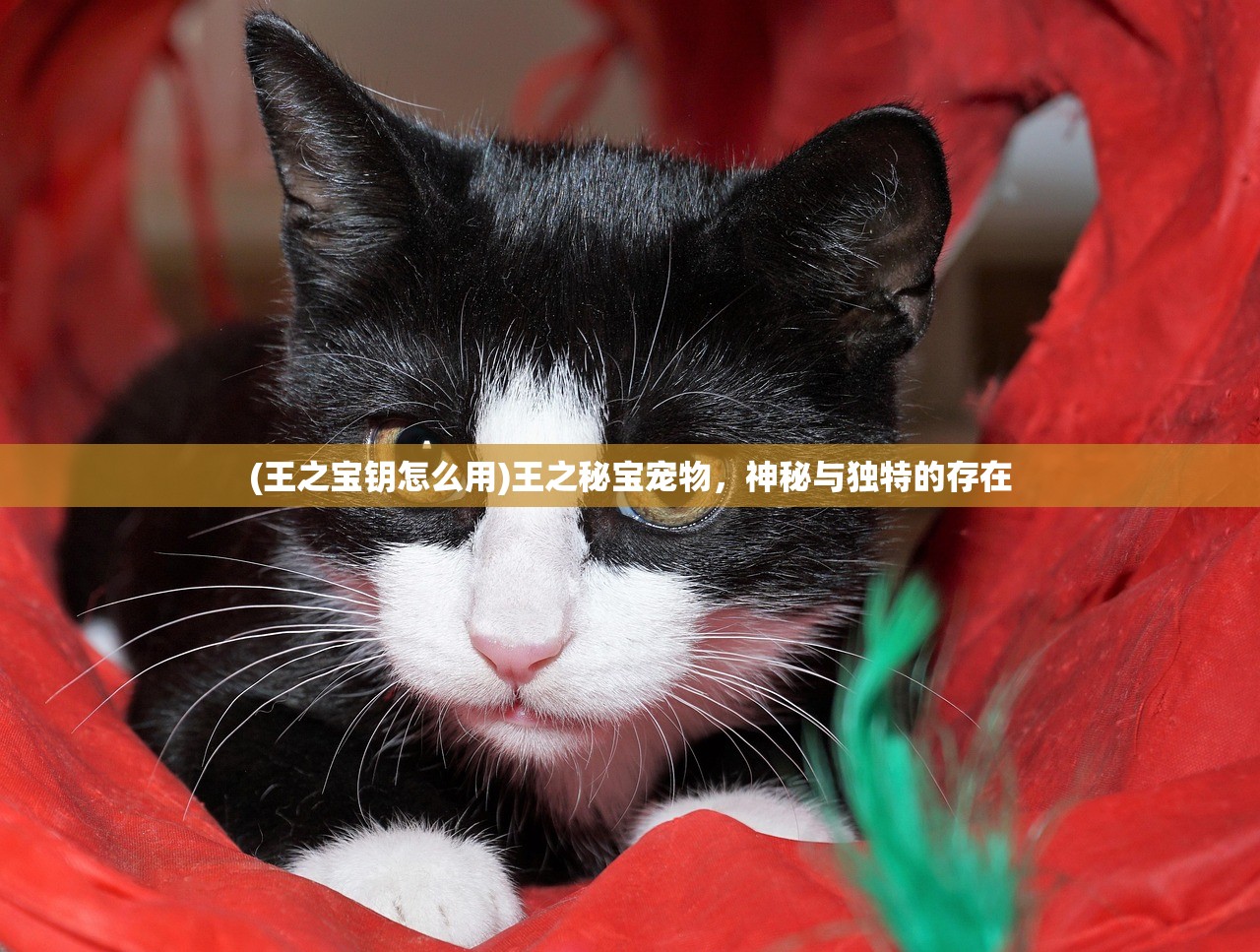 (王之宝钥怎么用)王之秘宝宠物，神秘与独特的存在
