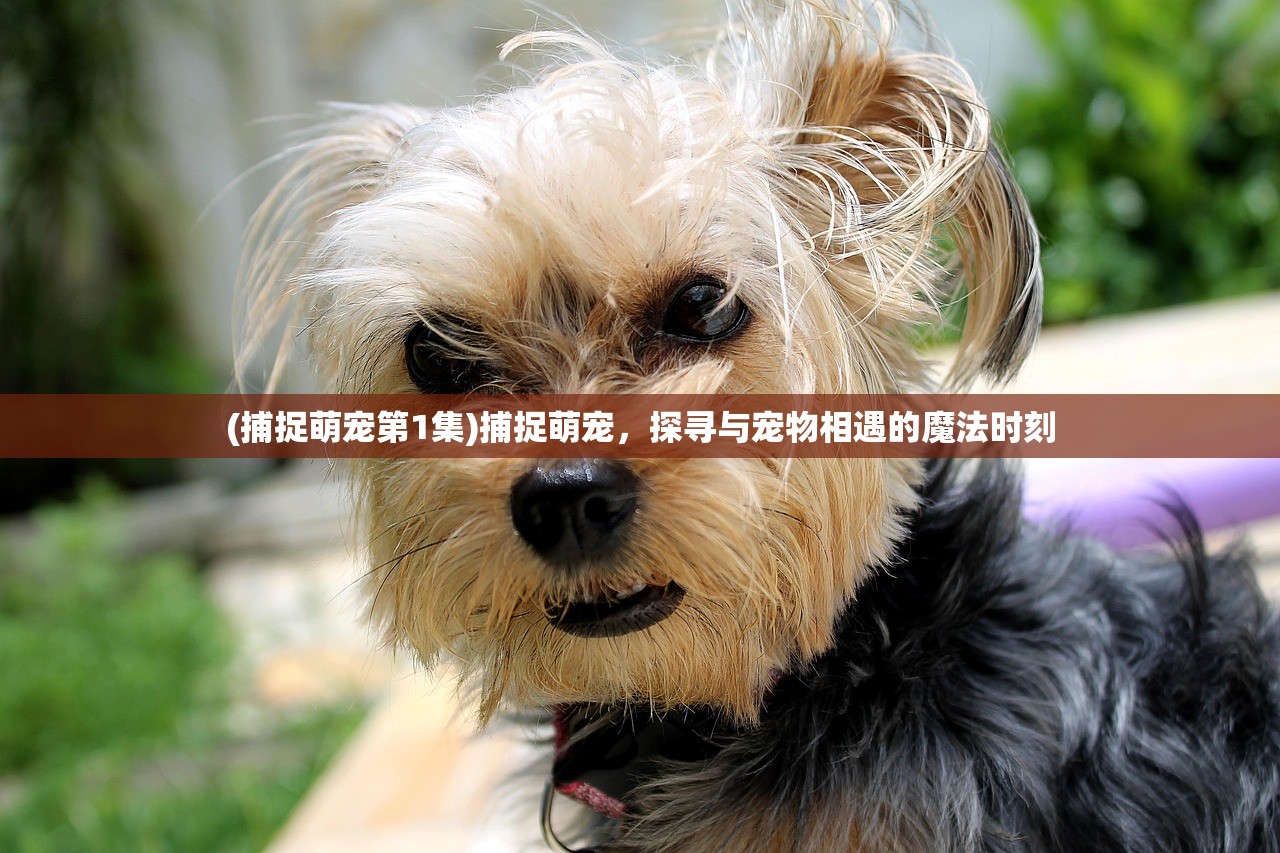 (捕捉萌宠第1集)捕捉萌宠，探寻与宠物相遇的魔法时刻