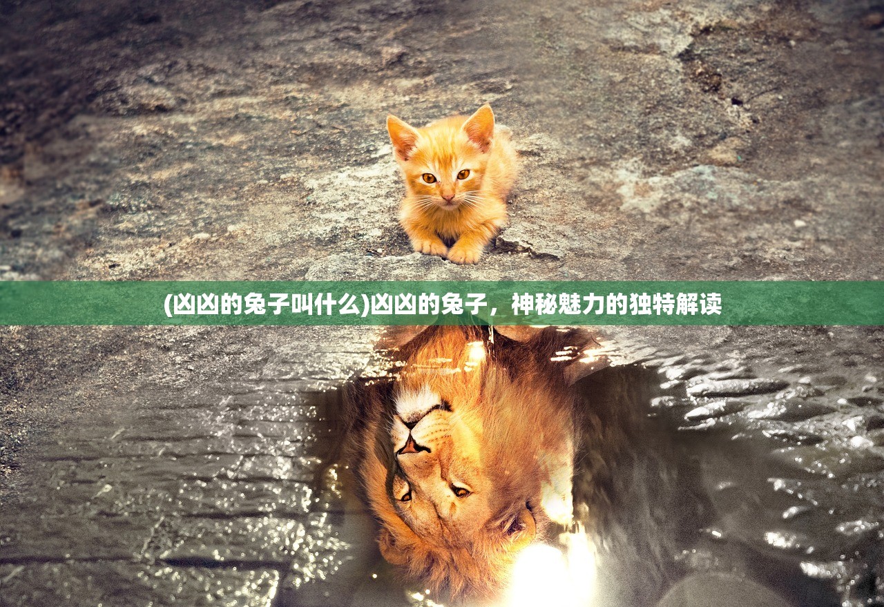 (凶凶的兔子叫什么)凶凶的兔子，神秘魅力的独特解读