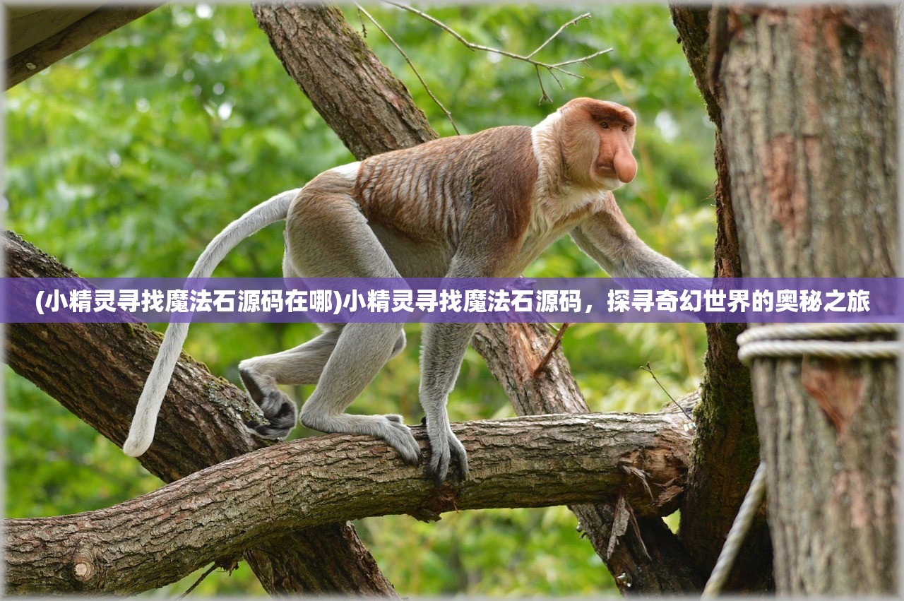 (小精灵寻找魔法石源码在哪)小精灵寻找魔法石源码，探寻奇幻世界的奥秘之旅
