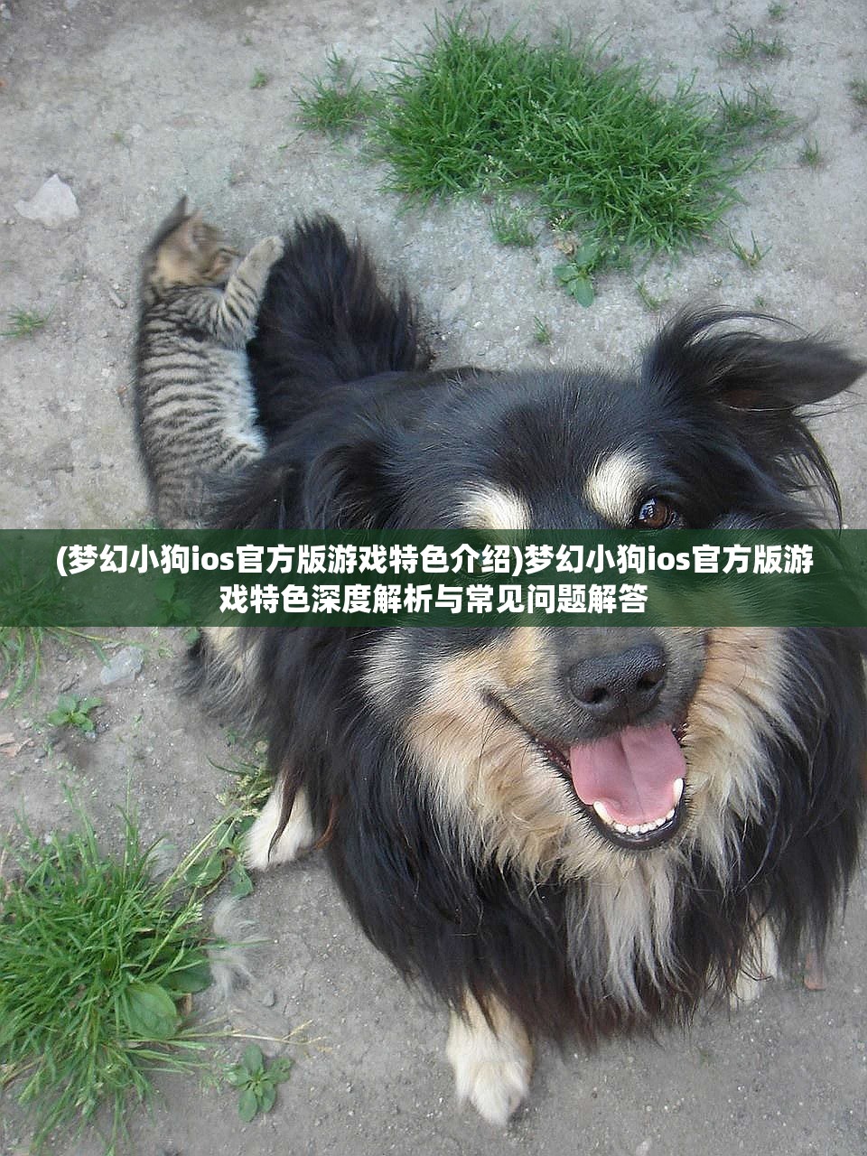 (梦幻小狗ios官方版游戏特色介绍)梦幻小狗ios官方版游戏特色深度解析与常见问题解答
