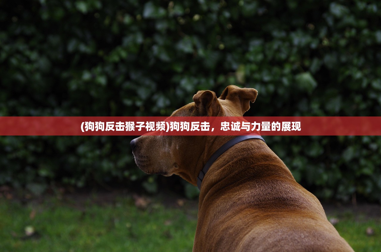 (狗狗反击猴子视频)狗狗反击，忠诚与力量的展现