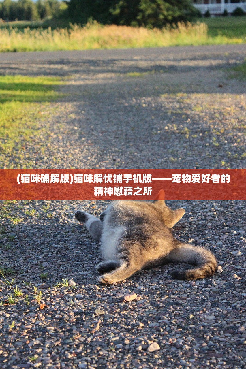 (猫咪确解版)猫咪解忧铺手机版——宠物爱好者的精神慰藉之所