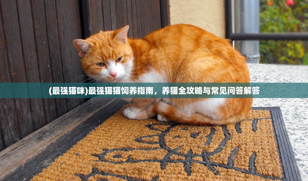 (最强猫咪)最强猫猫饲养指南，养猫全攻略与常见问答解答