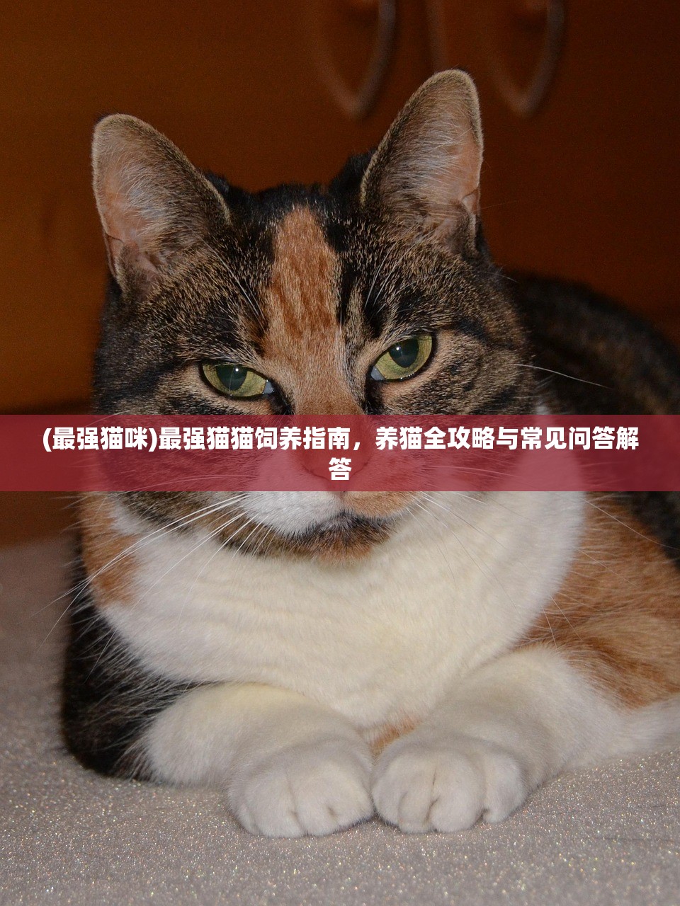 (最强猫咪)最强猫猫饲养指南，养猫全攻略与常见问答解答