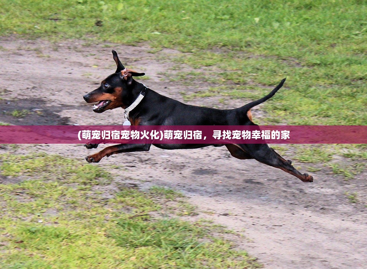 (萌宠归宿宠物火化)萌宠归宿，寻找宠物幸福的家