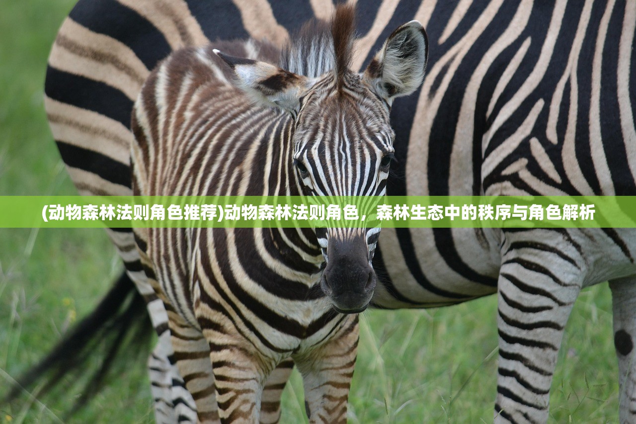 (动物森林法则角色推荐)动物森林法则角色，森林生态中的秩序与角色解析