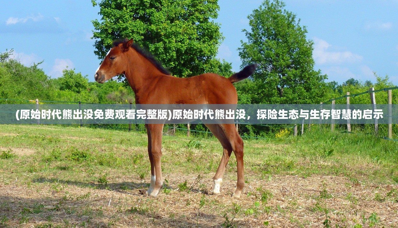 (原始时代熊出没免费观看完整版)原始时代熊出没，探险生态与生存智慧的启示
