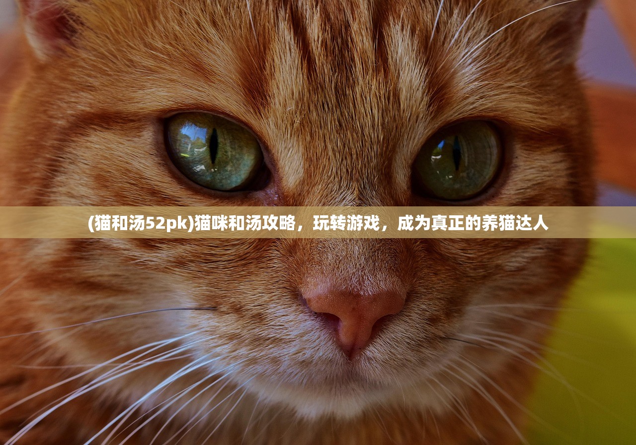 (猫和汤52pk)猫咪和汤攻略，玩转游戏，成为真正的养猫达人