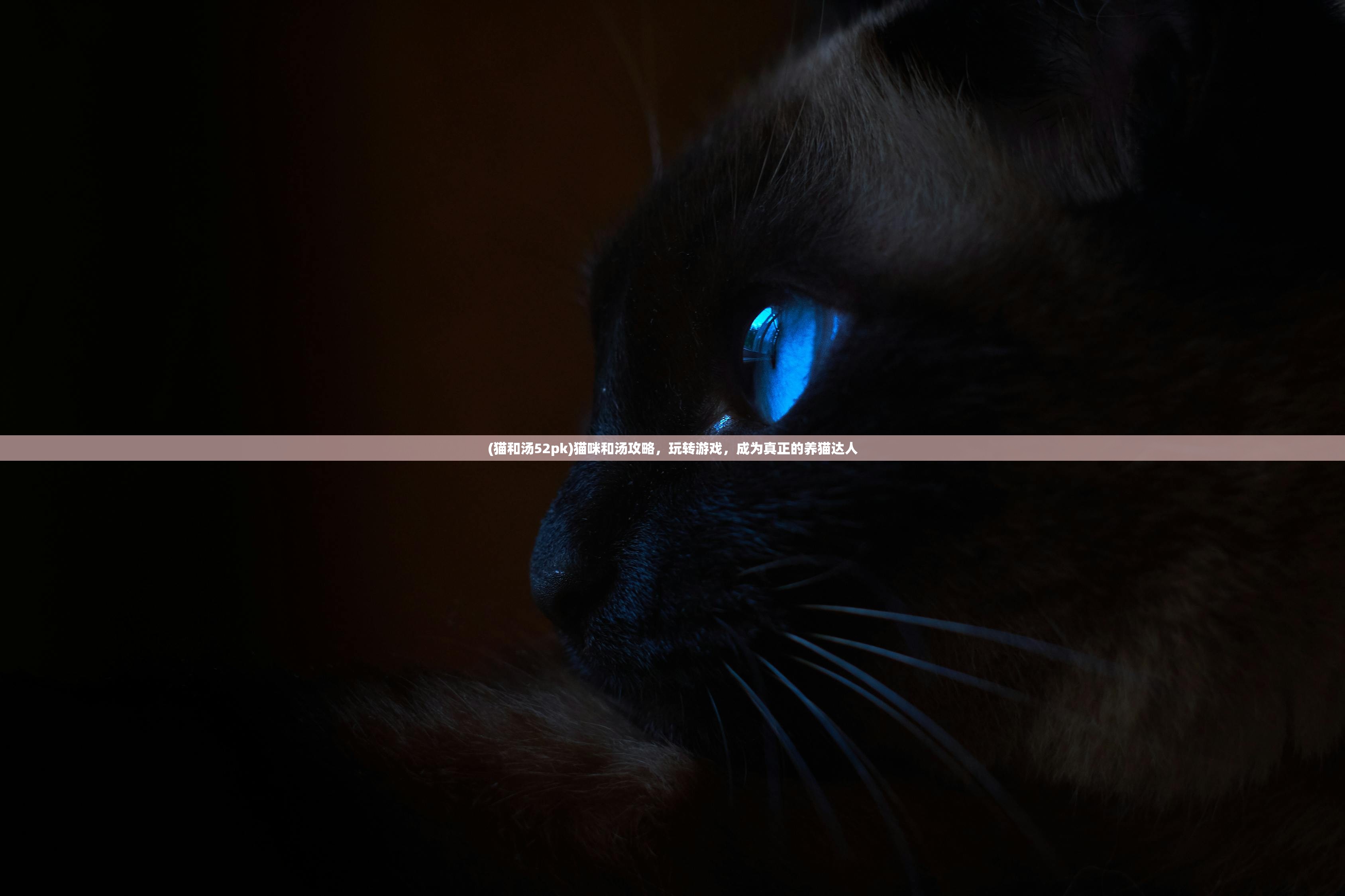 (猫和汤52pk)猫咪和汤攻略，玩转游戏，成为真正的养猫达人
