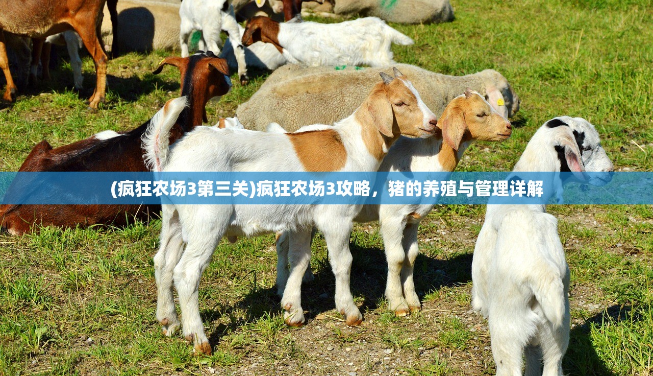 (疯狂农场3第三关)疯狂农场3攻略，猪的养殖与管理详解