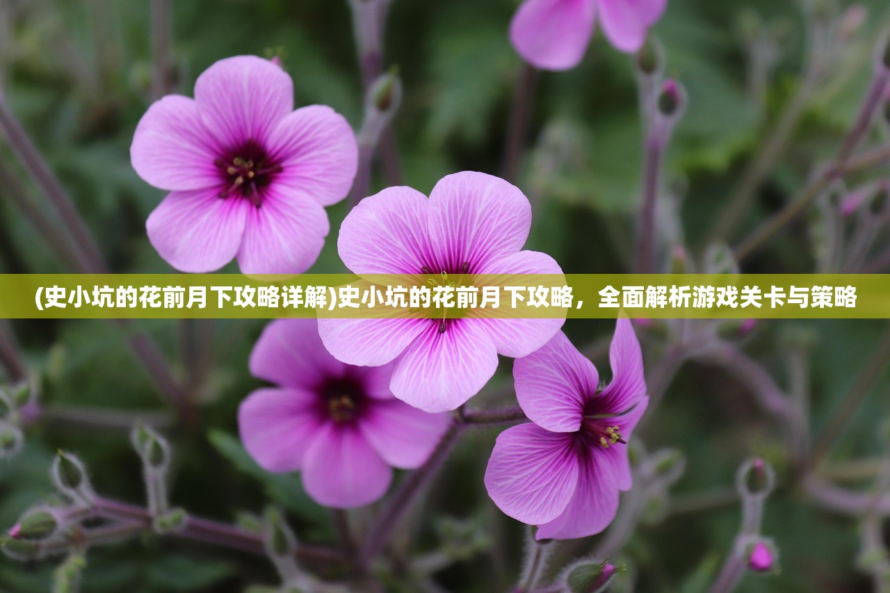 (史小坑的花前月下攻略详解)史小坑的花前月下攻略，全面解析游戏关卡与策略