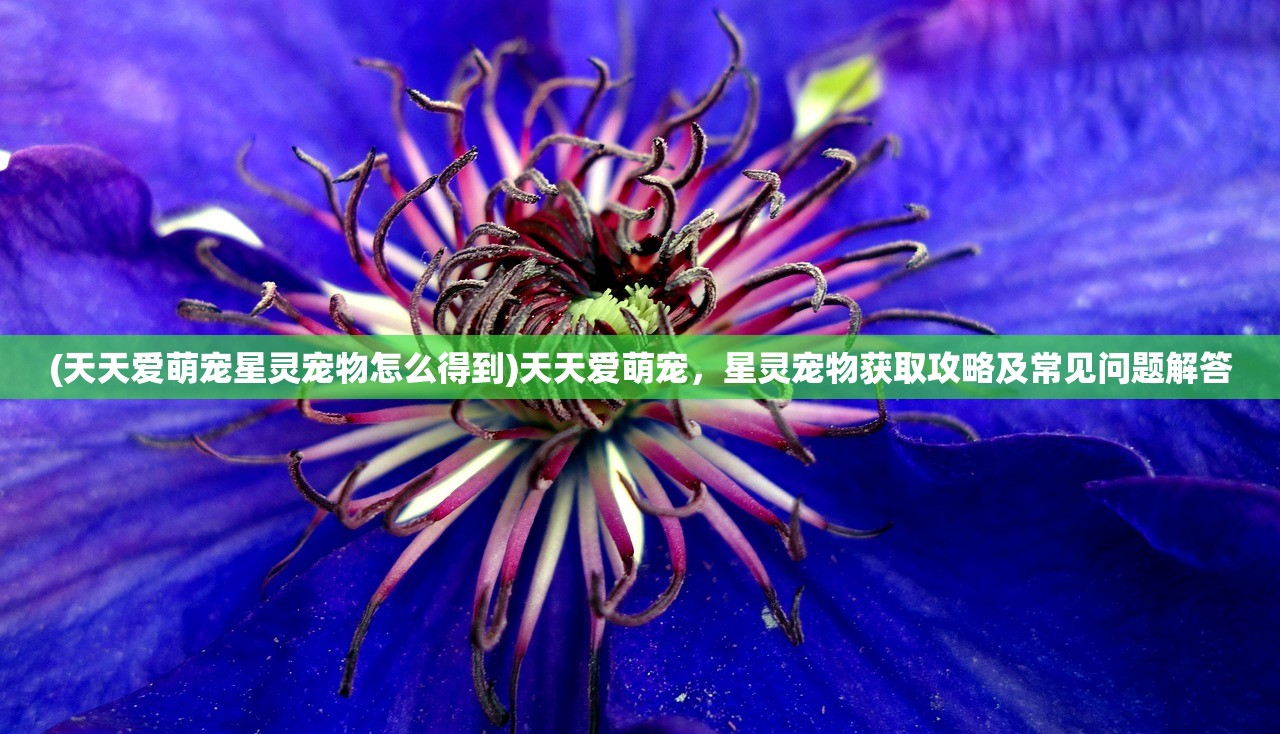 (天天爱萌宠星灵宠物怎么得到)天天爱萌宠，星灵宠物获取攻略及常见问题解答
