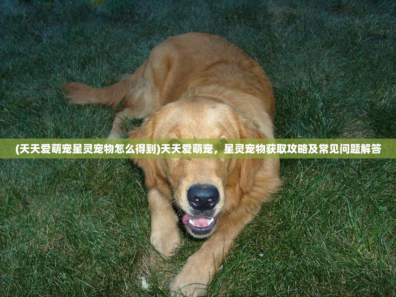 (天天爱萌宠星灵宠物怎么得到)天天爱萌宠，星灵宠物获取攻略及常见问题解答