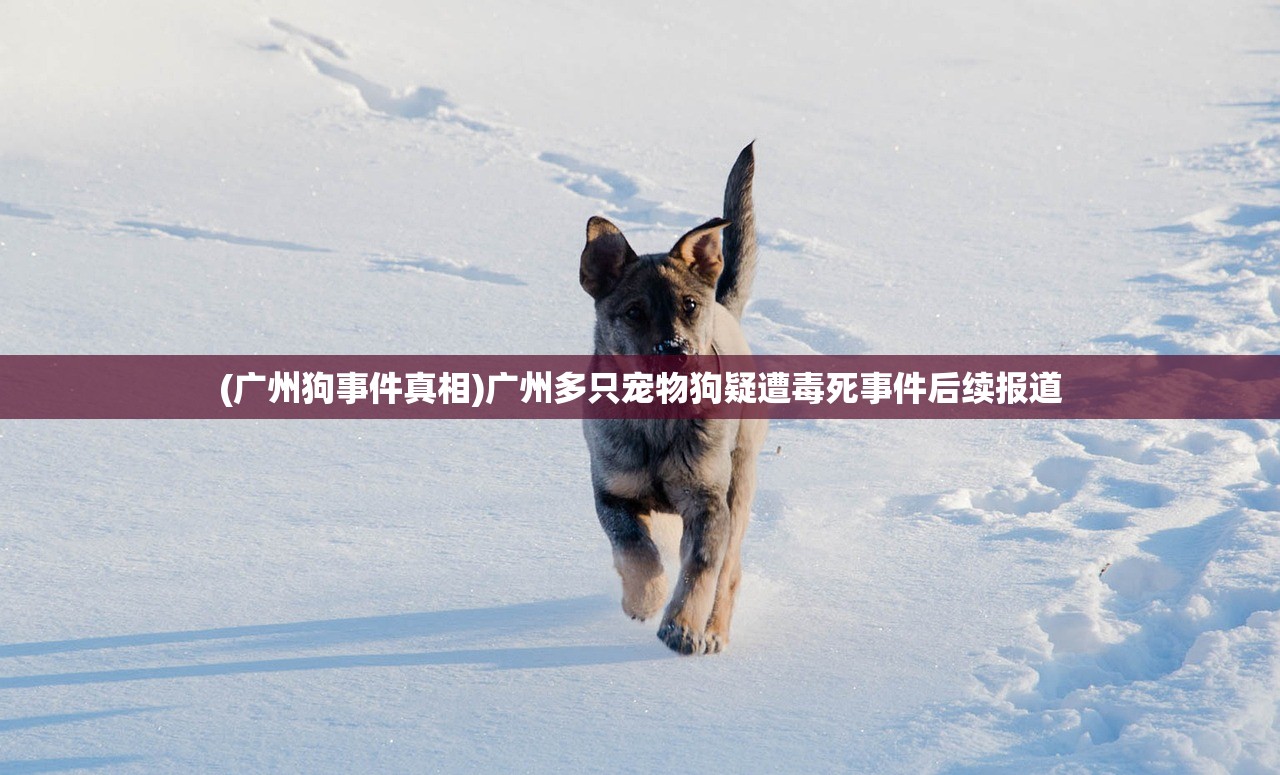 (广州狗事件真相)广州多只宠物狗疑遭毒死事件后续报道