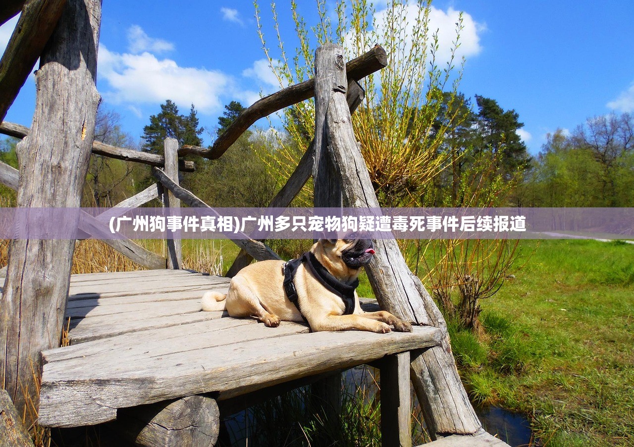(广州狗事件真相)广州多只宠物狗疑遭毒死事件后续报道