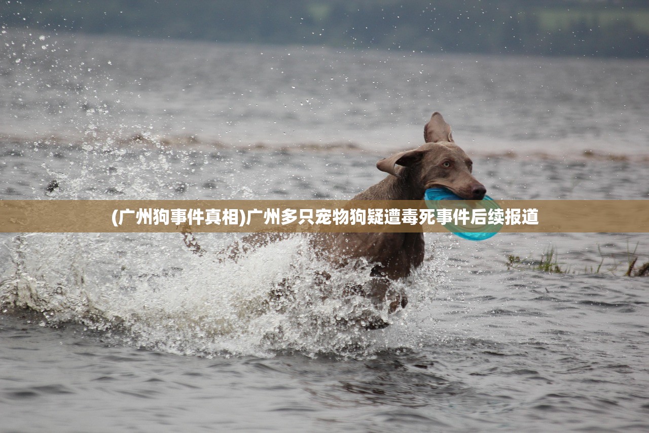 (广州狗事件真相)广州多只宠物狗疑遭毒死事件后续报道