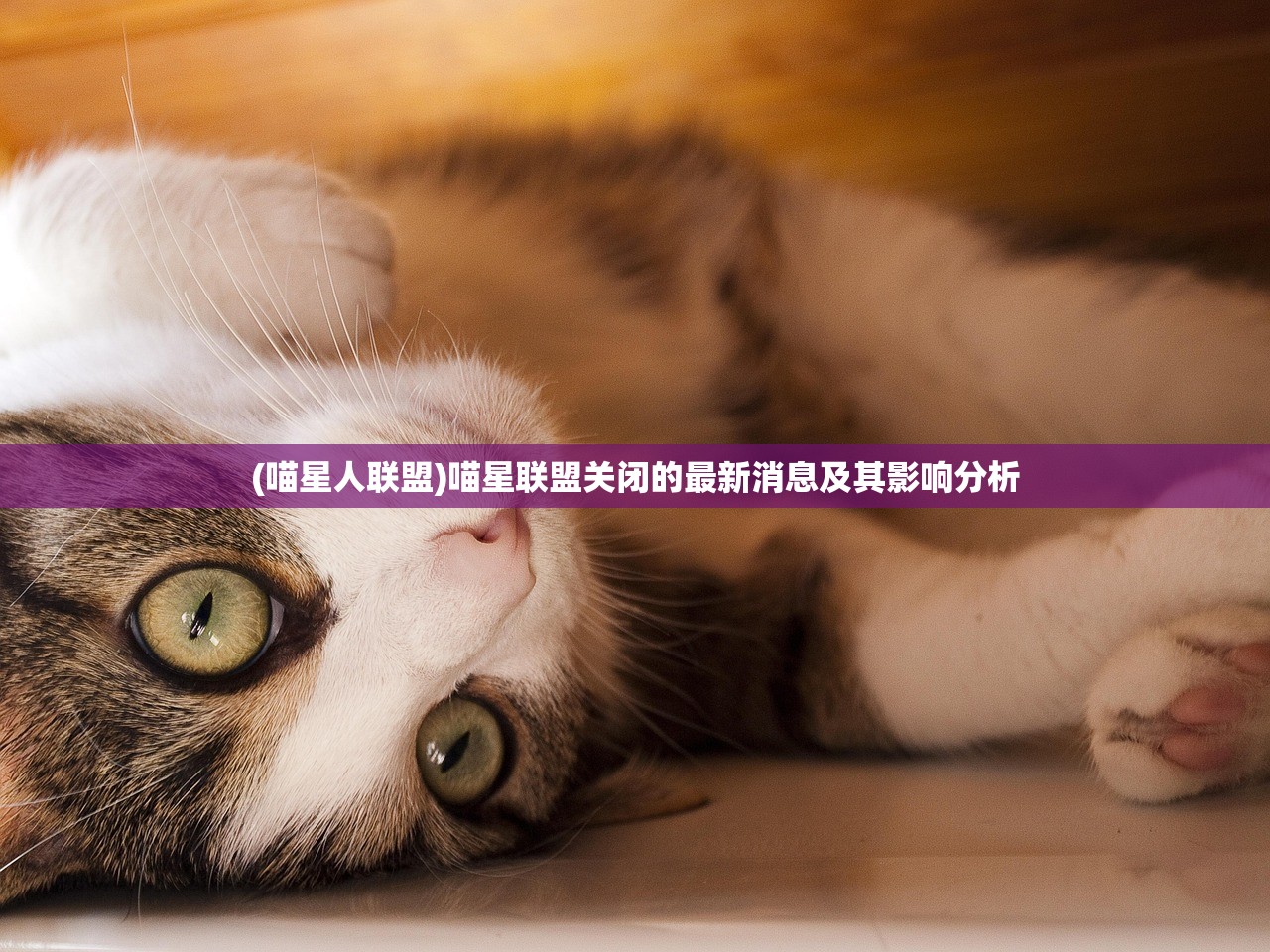 (喵星人联盟)喵星联盟关闭的最新消息及其影响分析