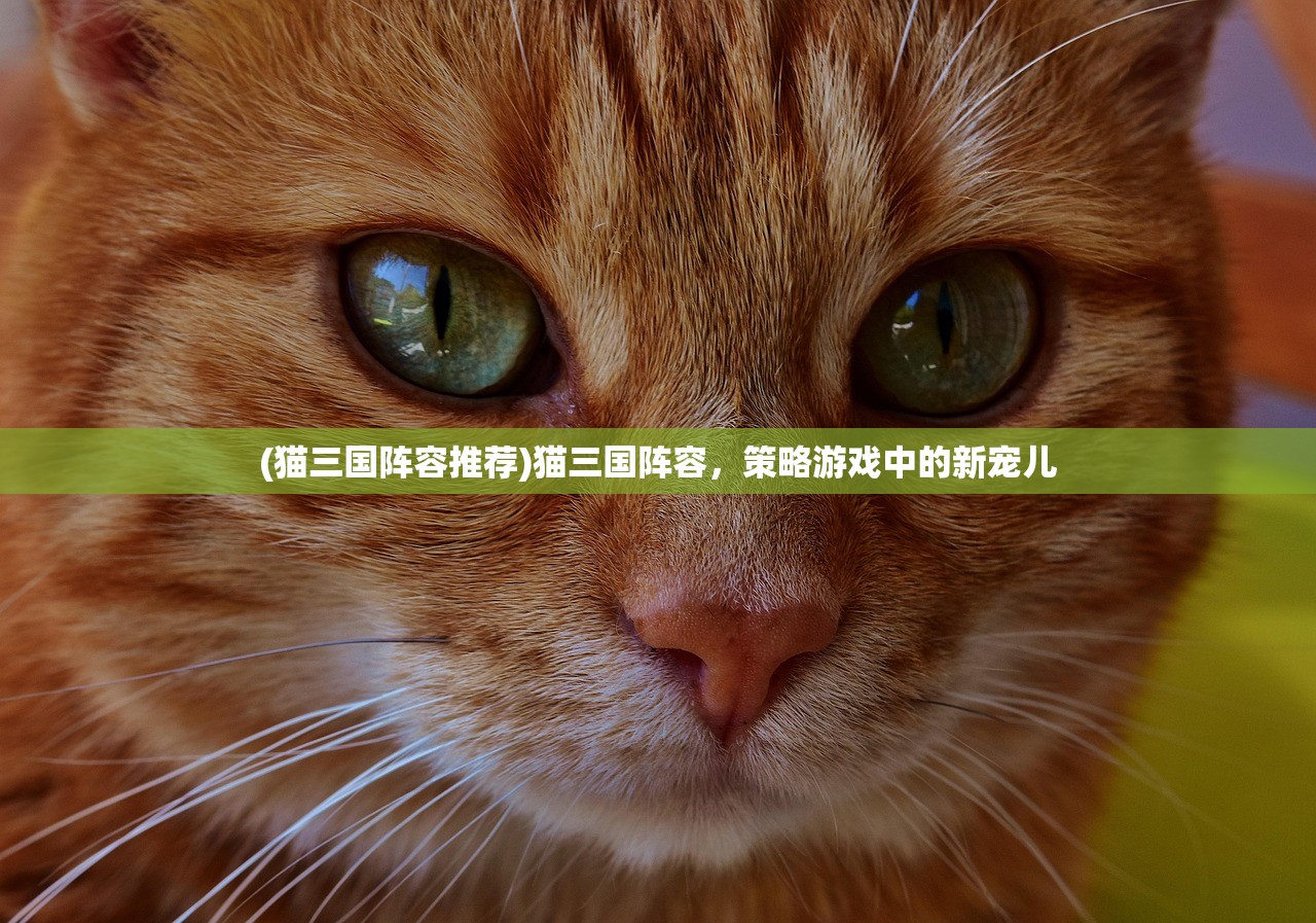 (猫三国阵容推荐)猫三国阵容，策略游戏中的新宠儿