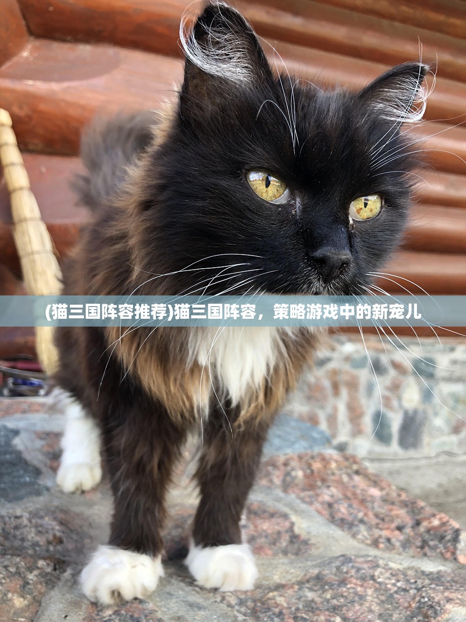 (猫三国阵容推荐)猫三国阵容，策略游戏中的新宠儿