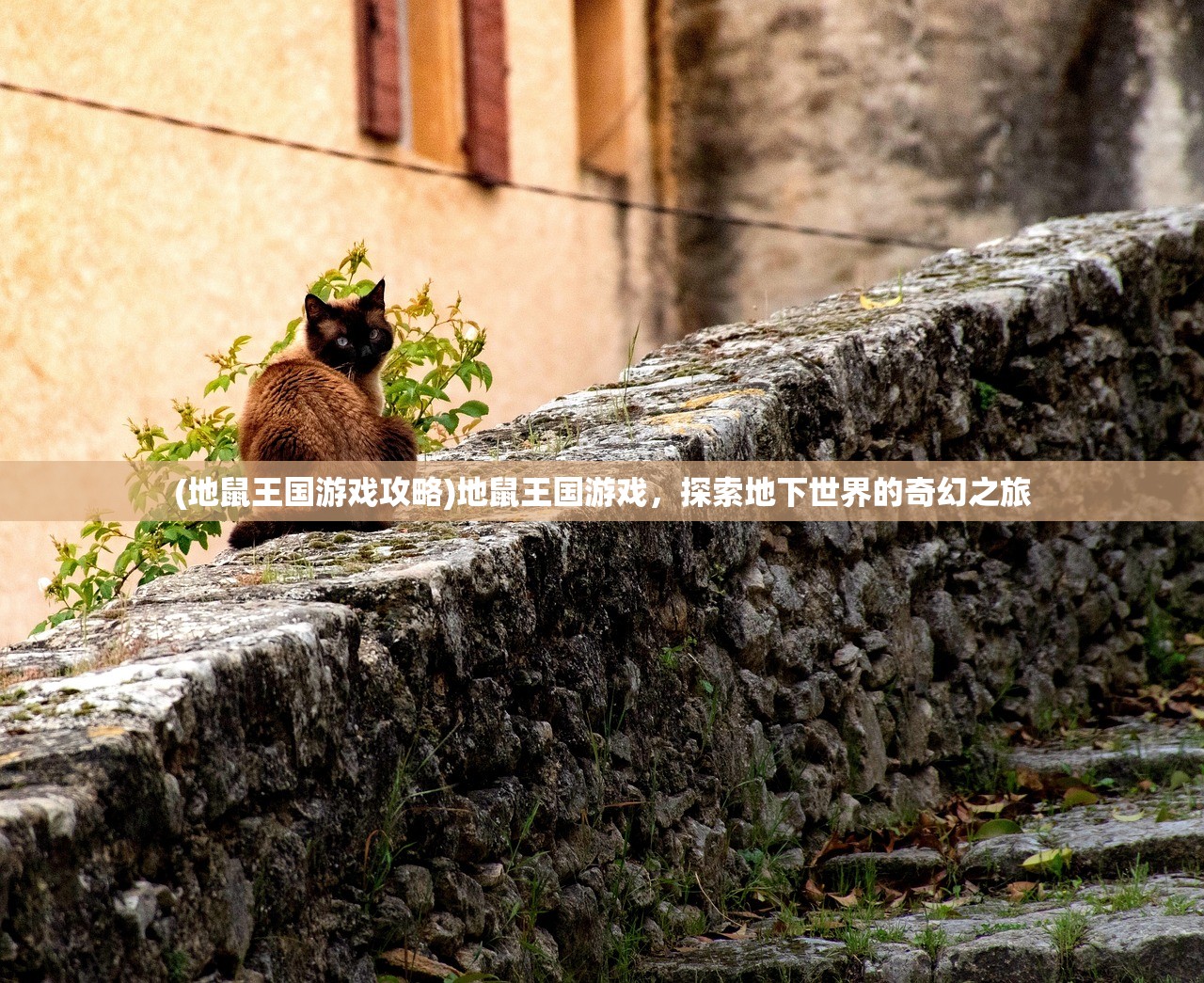 (地鼠王国游戏攻略)地鼠王国游戏，探索地下世界的奇幻之旅