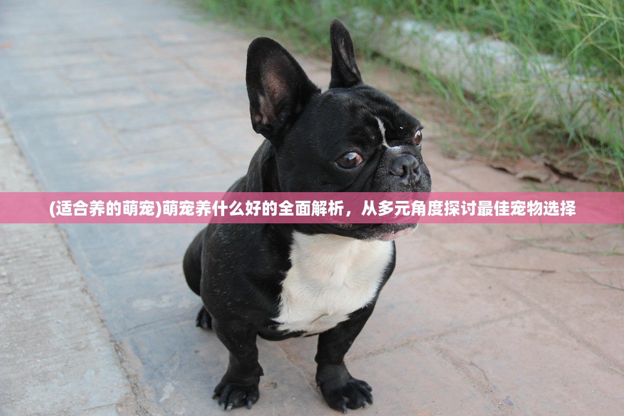 (适合养的萌宠)萌宠养什么好的全面解析，从多元角度探讨最佳宠物选择