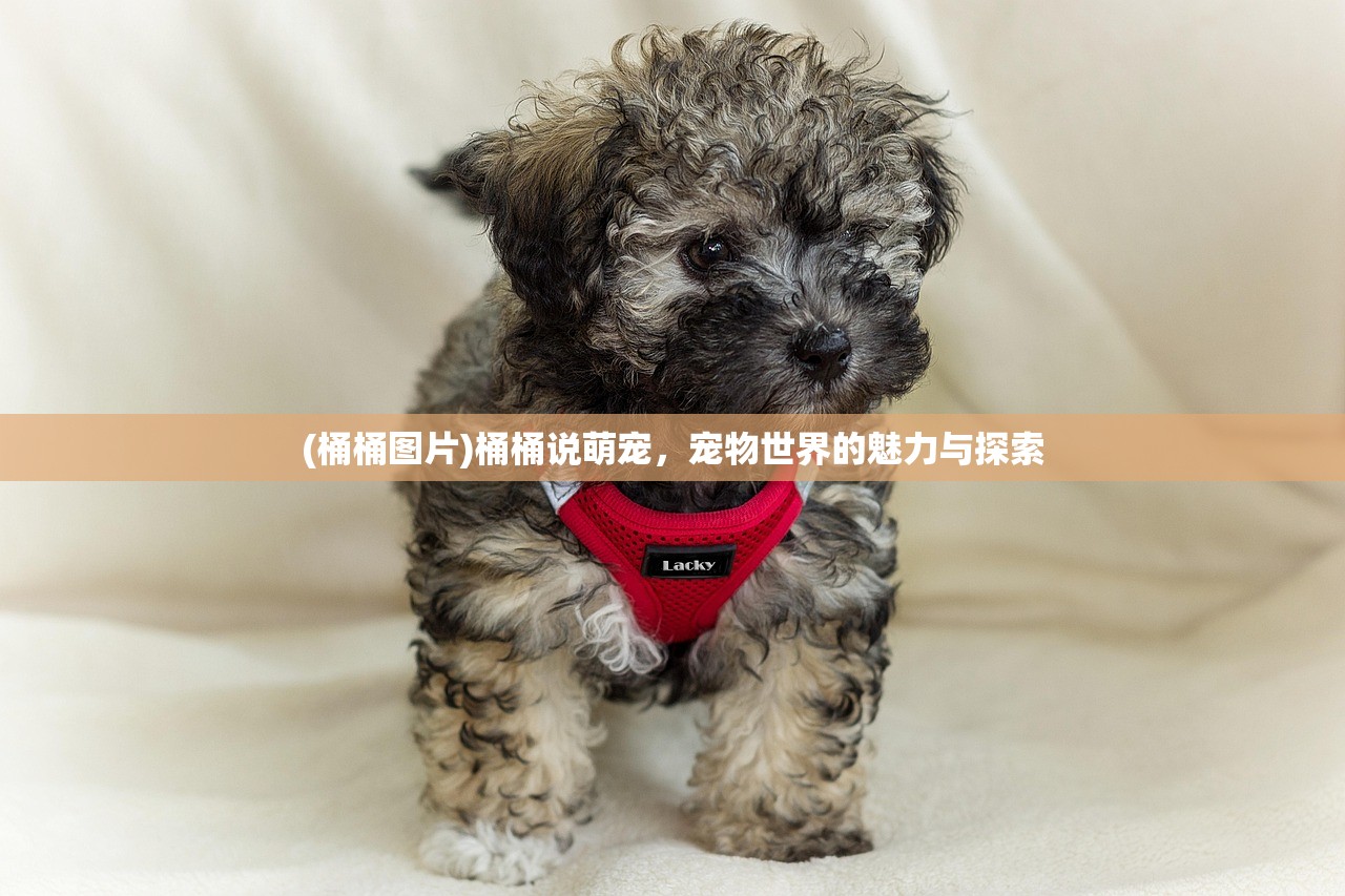 (桶桶图片)桶桶说萌宠，宠物世界的魅力与探索