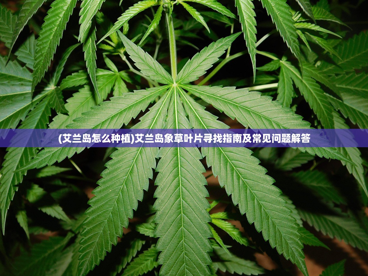 (艾兰岛怎么种植)艾兰岛象草叶片寻找指南及常见问题解答