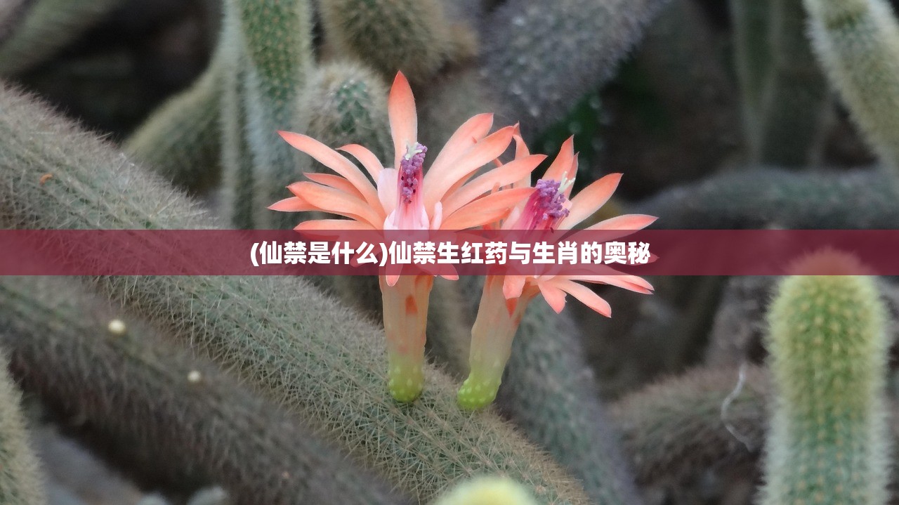 (仙禁是什么)仙禁生红药与生肖的奥秘