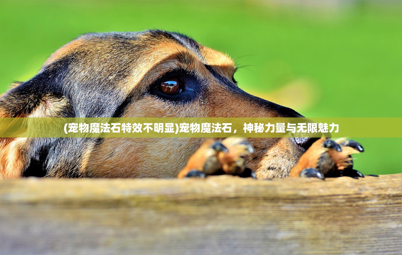 (宠物魔法石特效不明显)宠物魔法石，神秘力量与无限魅力