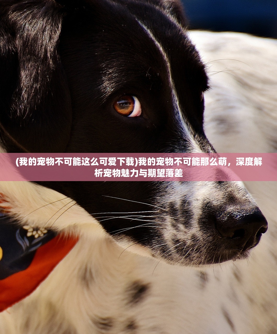 (我的宠物不可能这么可爱下载)我的宠物不可能那么萌，深度解析宠物魅力与期望落差