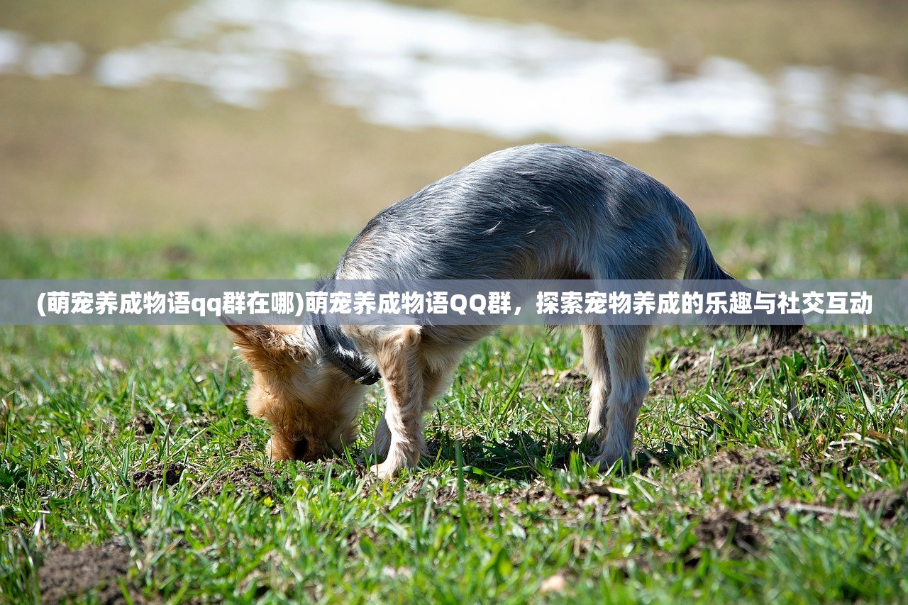 (萌宠养成物语qq群在哪)萌宠养成物语QQ群，探索宠物养成的乐趣与社交互动