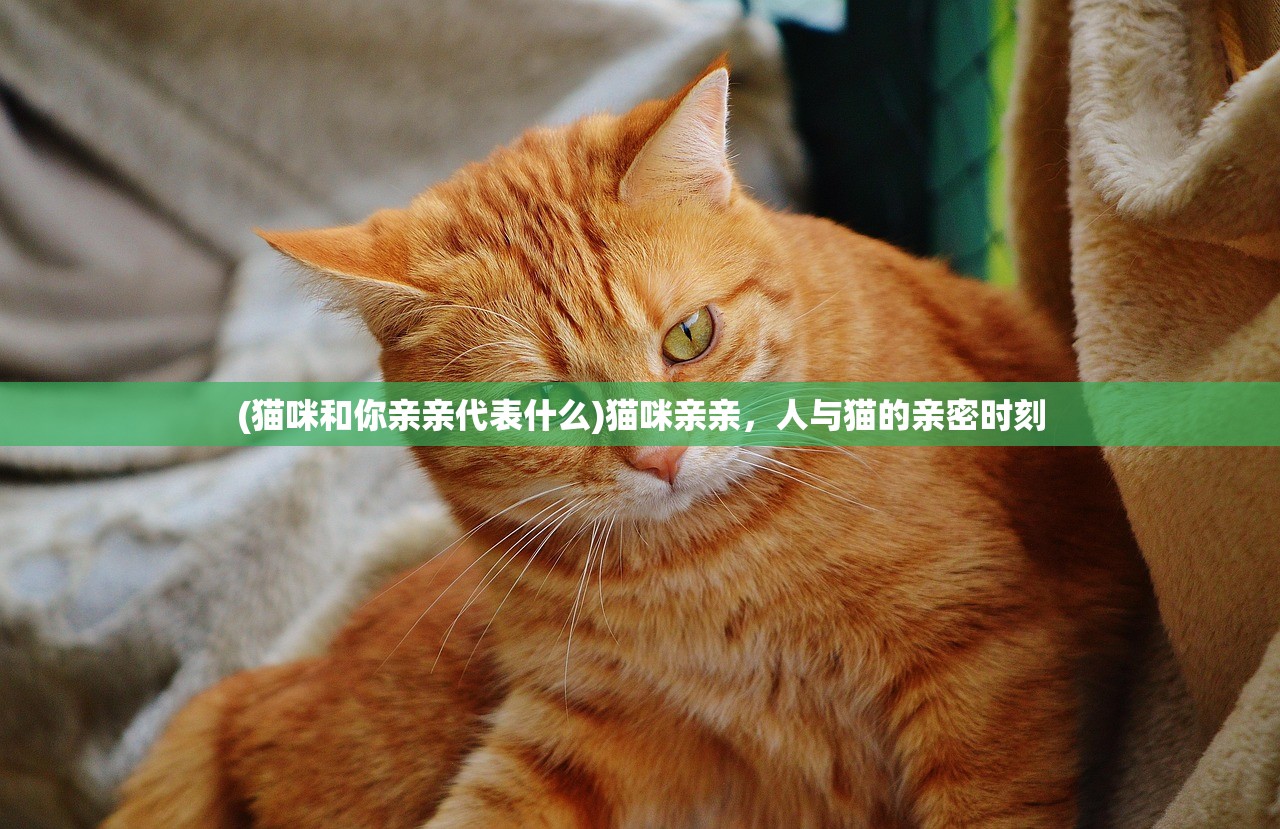 (猫咪和你亲亲代表什么)猫咪亲亲，人与猫的亲密时刻