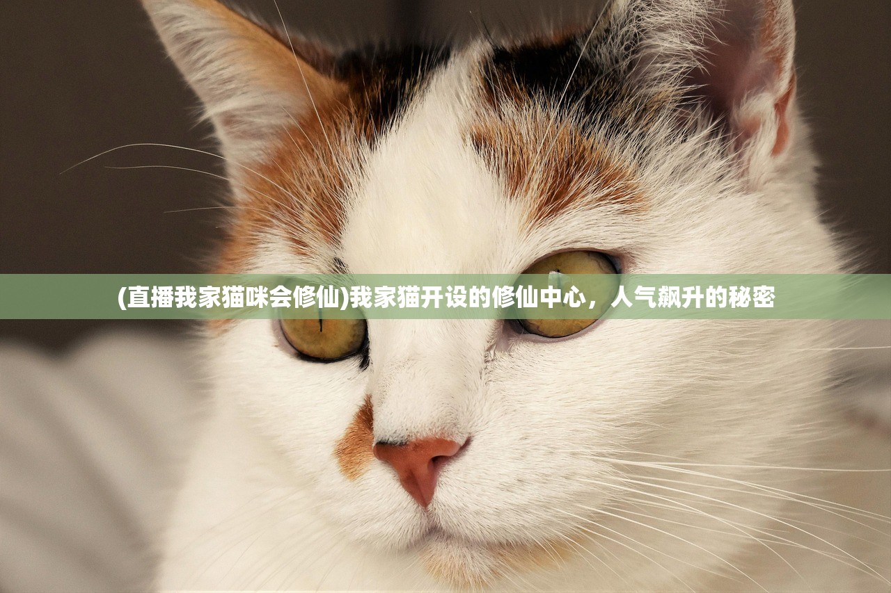 (直播我家猫咪会修仙)我家猫开设的修仙中心，人气飙升的秘密