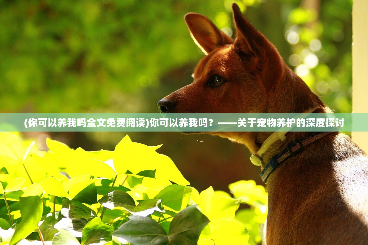 (你可以养我吗全文免费阅读)你可以养我吗？——关于宠物养护的深度探讨